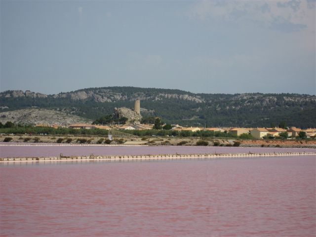 Le rose des marais sallants