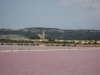 Le rose des marais sallants
