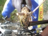 Drole de bestiole