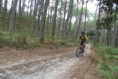 Sous les pins Landais